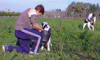Cria Artificial de Terneros